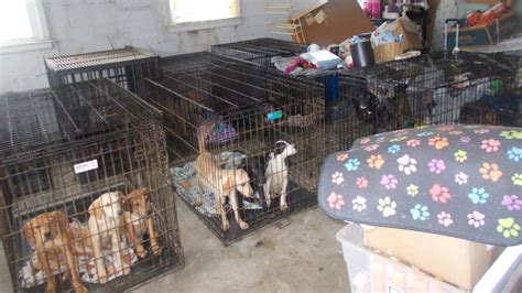 At least 30 dead and more than 90 malnourished dogs discovered at Ohio animal rescue | CNN