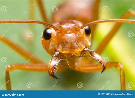 Red Ant Macro Image Nearest Stock Photo - Image of animal, arthropod: 159761826