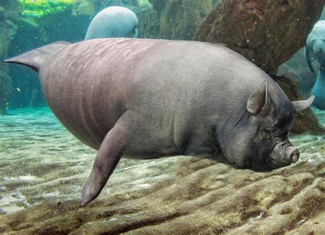 Sea Pig : HybridAnimals