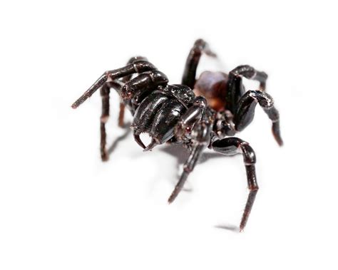 Sydney Funnel-Web Spider - ACT Pest Control | Canberra Pest Control | Expert Rodent & Pest Control