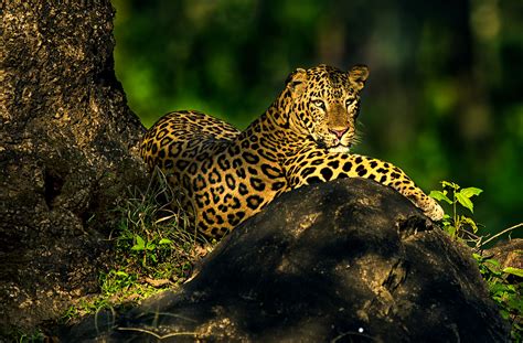 Bhadra Wildlife Sanctuary Images, Chikmagalur | Karnataka Tourism