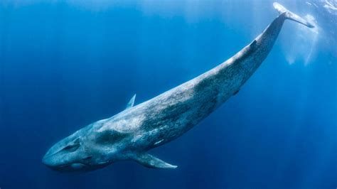 En Chile, la ballena azul está en peligro por la salmonicultura - Carbono News