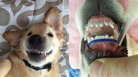 'Doggie Dentist' gives a pooch braces | abc13.com