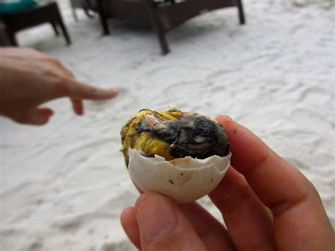 Balut --filipino delicacy. Twas delicious http://en.wikipedia.org/wiki ...