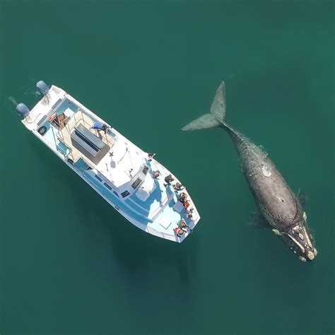 Whale Watching Hermanus Season, South Africa - Whale Watching Hermanus ...