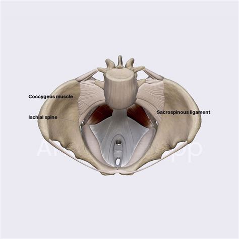 Coccygeus muscle | Pelvic floor and perineum (female) | Pelvis ...