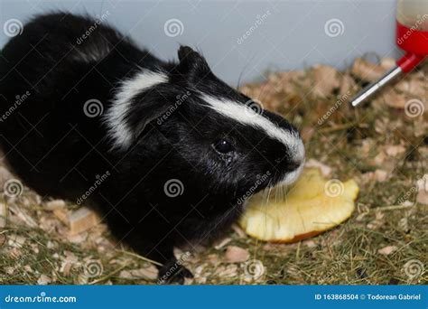 Black and White Guinea Pig with Conjunctivitis Stock Photo - Image of ...