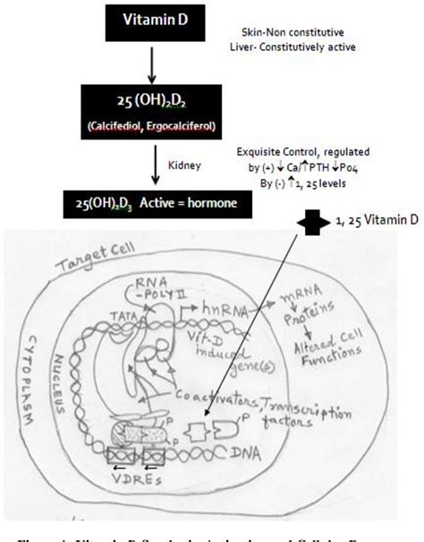 Figure 1 from ROLE OF VITAMIN D RECEPTOR (VDR) GENE POLYMORPHISM | Semantic Scholar