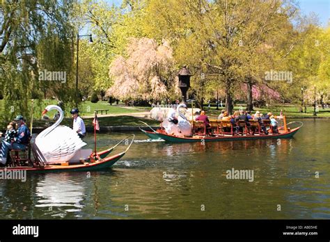 Swan Boats at the Boston Public Garden Stock Photo - Alamy