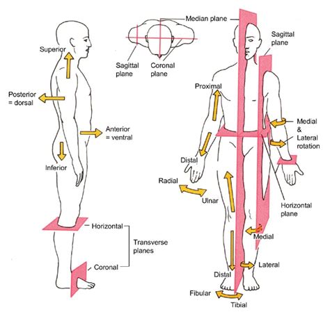 Anatomical Directions Worksheets