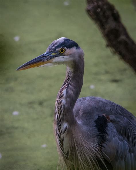 Ridgefield National Wildlife Refuge — Derick Black Photography