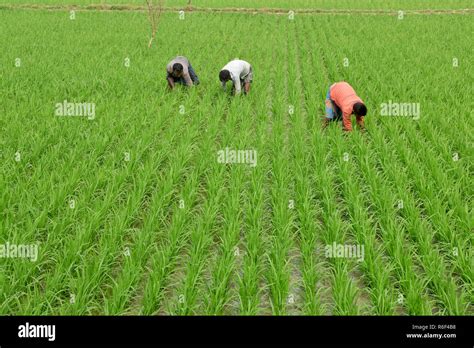 Manikganj, Bangladesh - February 18, 2017: Bangladeshi farmers take care of their paddy field at ...