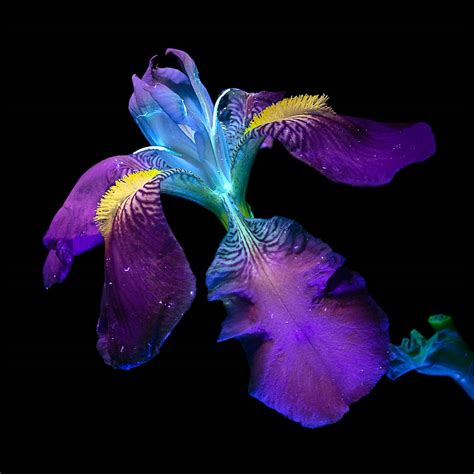 Debora Lombardi Stunningly Captures Flowers Through UV Photography - Art...