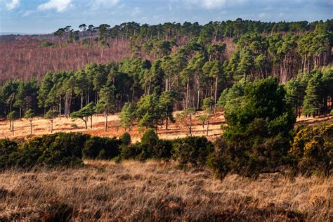 Ashdown Forest 2019-12-18 092 - UK Landscape Photography