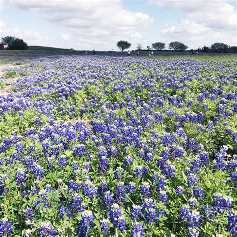 Where to See Bluebonnets in Texas | Travel | Lone Star Looking Glass