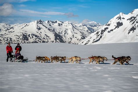 Anchorage Dog Sledding Tours: Mush away a summer day