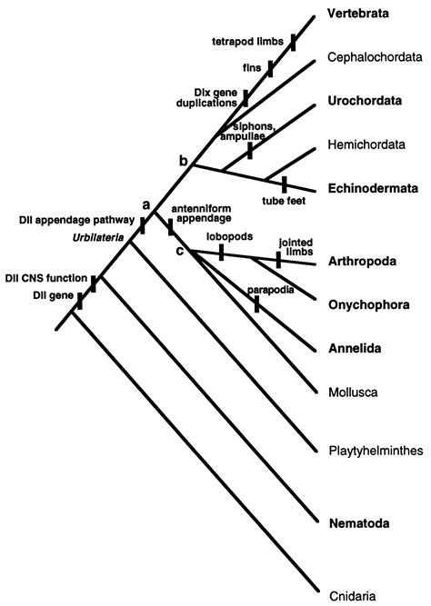 The origin and evolution of animal appendages | PNAS