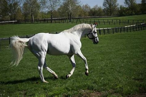 1000+ images about Tapit on Pinterest | Horse racing, Studs and White ...