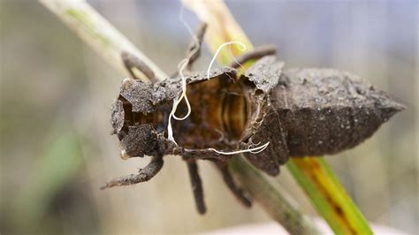 Volunteer workshop - Identification of Dragonfly Larvae and Larval ...