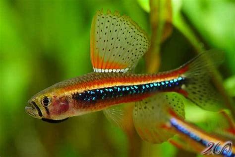 Black Darter Tetra (Poecilocharax weitzmani) | FISH WORLDs.com