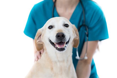 Happy Dog Visits Female Veterinarian Stock Photo - Download Image Now - iStock