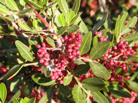 Pistacia lentiscus L. | Plants of the World Online | Kew Science