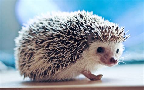 Hedgehog Wallpapers | Best Wallpapers