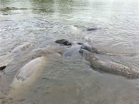 A Manatee mating ball, also known as a mating herd : r/pics