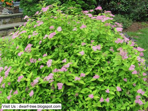 Dwarf Tree: Pruning Dwarf Spirea