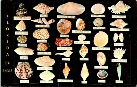 A Beginner’s Guide to Identifying Common Florida Seashells Florida Usa ...