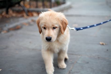 138 Top Golden Retriever Names Ranked by Popularity