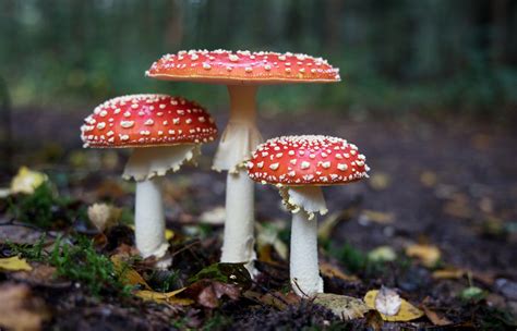 11 fascinating fungi you can find in the UK | Greenpeace UK