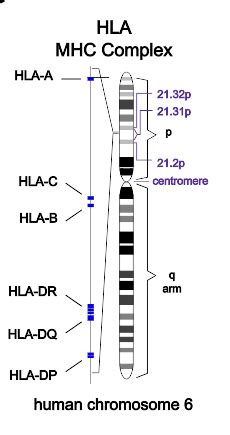 11.11A: MHC Polymorphism and Antigen Binding - Biology LibreTexts