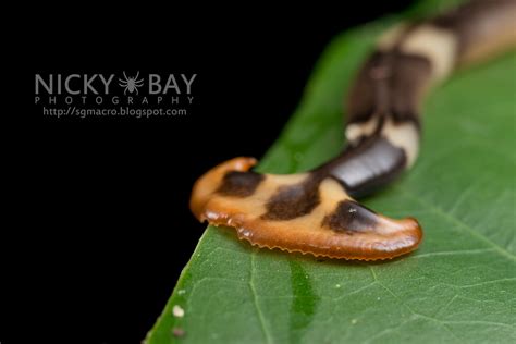 Hammerhead Flatworm - DSC_5762 | Nicky Bay | Flickr