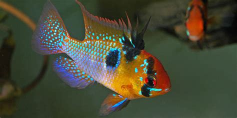 Ram cichlid - Alchetron, The Free Social Encyclopedia