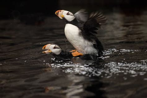 A Puffin Pair Mating in Spring Stock Image - Image of breeding, love: 144051921