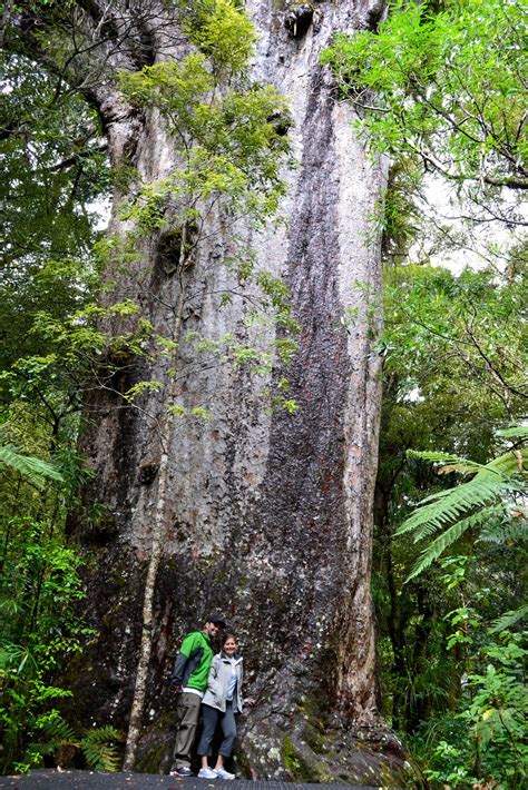 Our New Zealand Adventures: Waipoua Forest