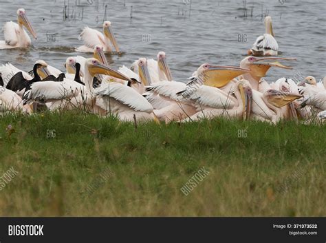 Great White Pelican Image & Photo (Free Trial) | Bigstock