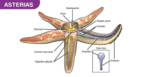 Starfish : Diagram and Features