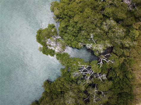 Mangrove conservation - How can drones help?