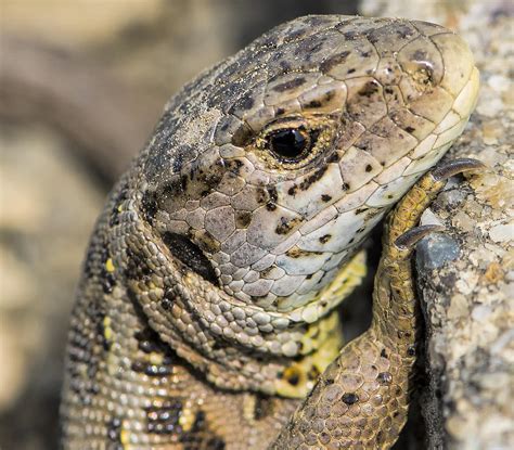 Sand-Lizard Photograph by Thomas Schreiter - Fine Art America