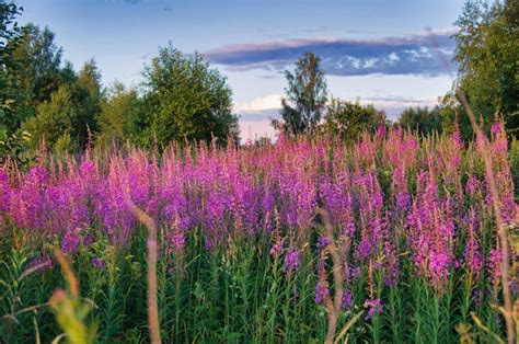 Field with Evening Sunset Sun , Fireweed Stock Image - Image of ...