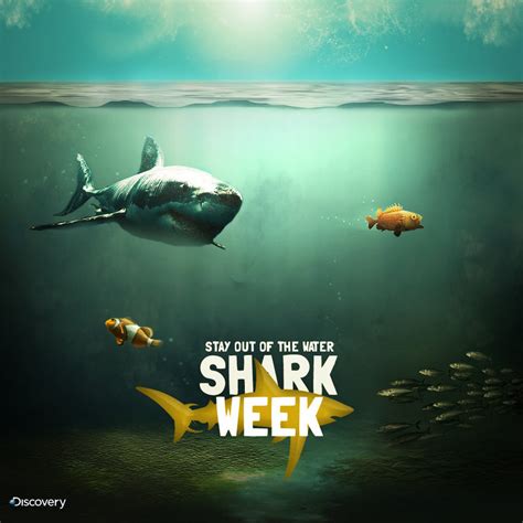 🔥 [45+] Shark Week Wallpapers | WallpaperSafari