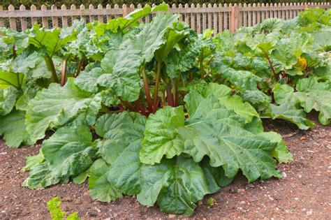 Rhubarb Care: Best Practices for Best Crop - Garden.eco