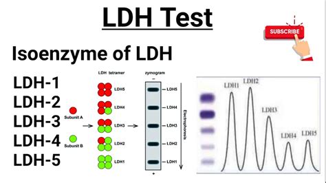 Lactate Dehydrogenase (LDH), Isoenzymes Of LDH, 56% OFF