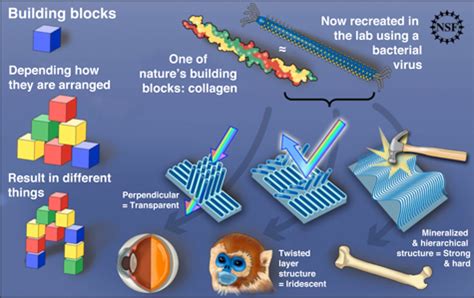 Borrowing from nature to produce highly structured biomimetic materials