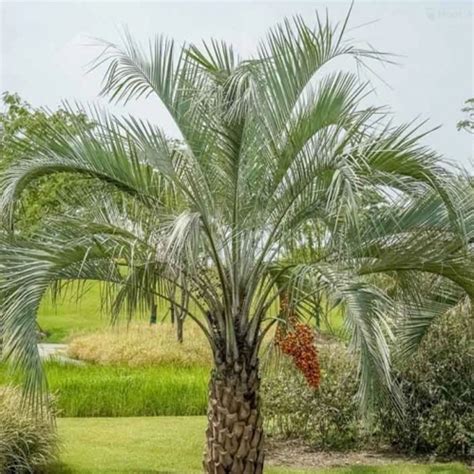 Pindo Palm | Pindo Palm Tree - PlantingTree