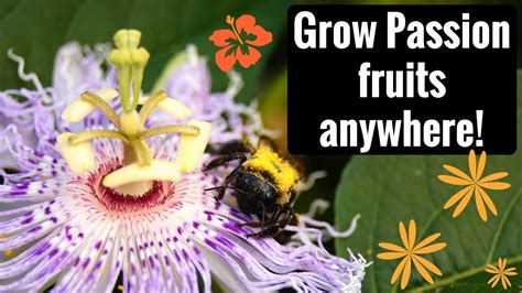 Maypop Passion Flower Recipes | Best Flower Site