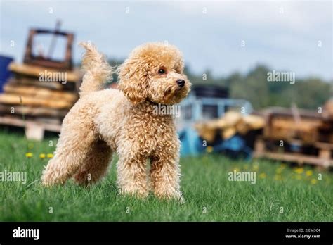 Miniature golden-brown poodle on the green lawn Stock Photo - Alamy