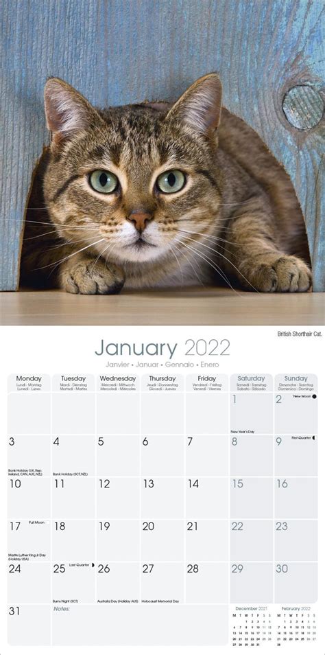 Cats Calendar | Cat Calendars | Pet Prints Inc